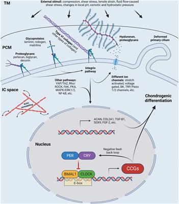 Combining biomechanical stimulation and chronobiology: a novel approach for augmented chondrogenesis?